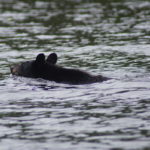 A bear in a lake